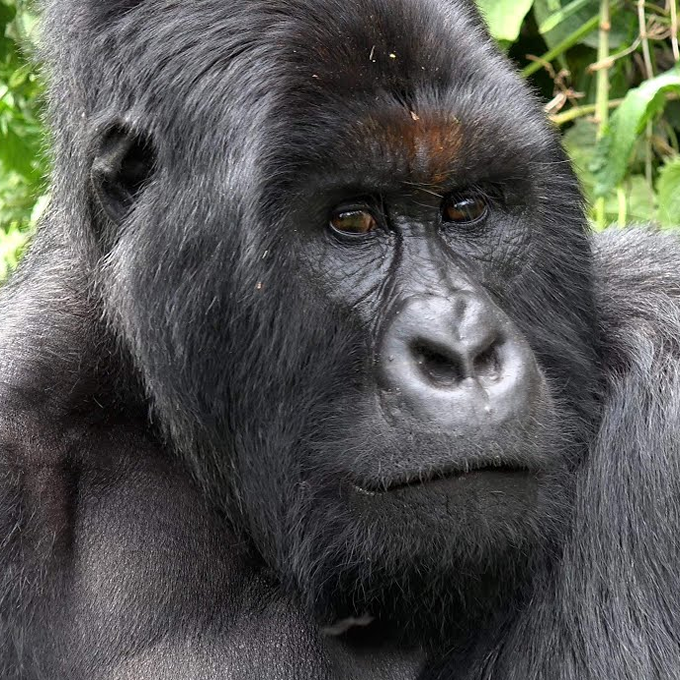 7 Days Congo Gorilla Safari (A week) with the Gorillas in DR Congo