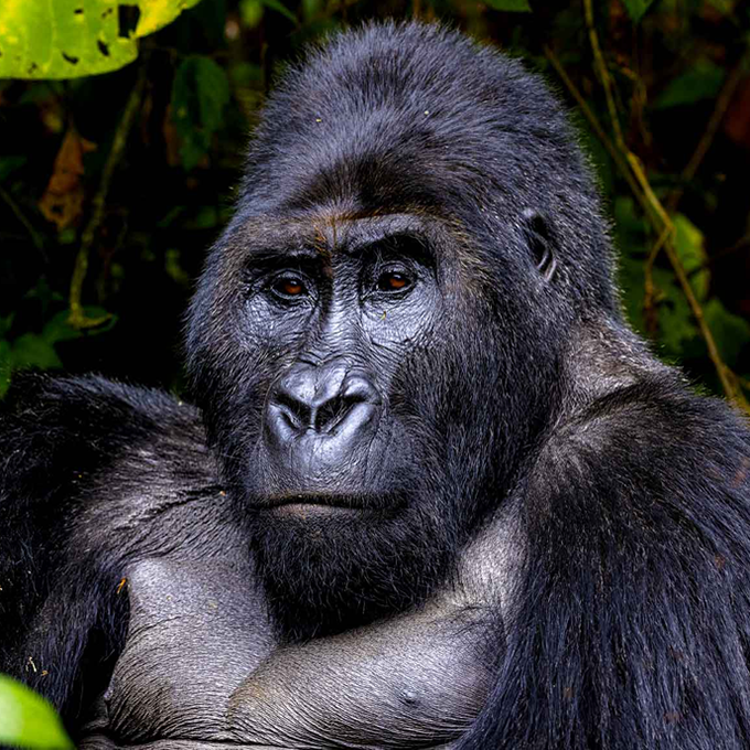 Trekk Gorillas 1