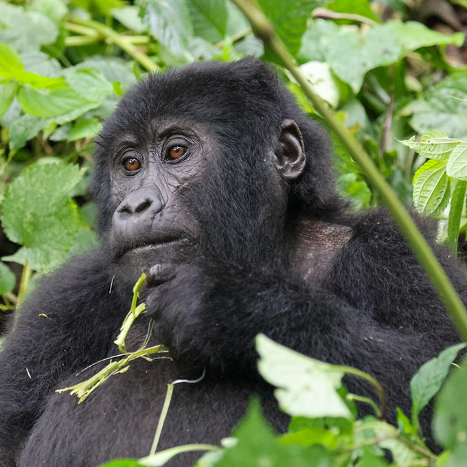 ..gorilla trekks