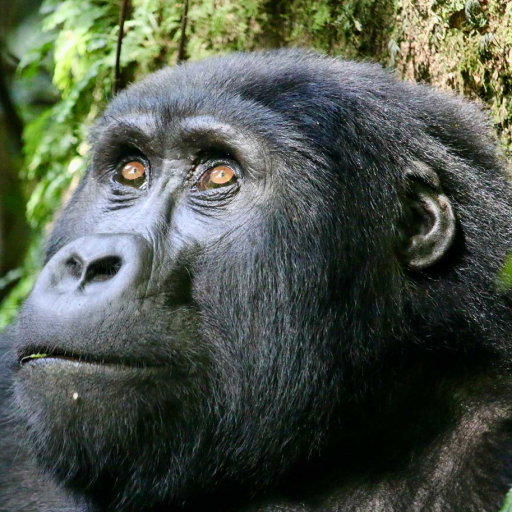 ..gorilla tours