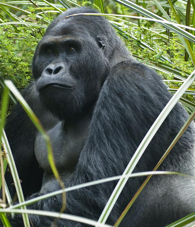 eastern lowland gorilla trek