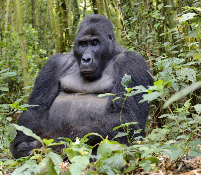 eastern lowland gorillas