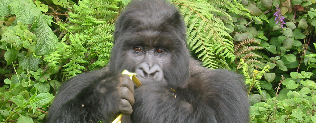 kahuzi biega gorilla1