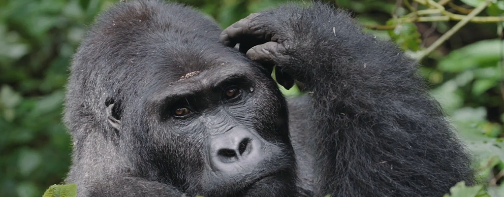 kahuzi biega gorillas