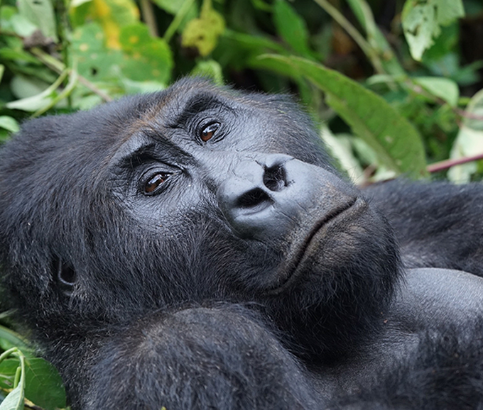 lowland goorillas